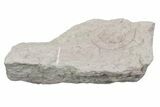 Bargain, Harpid (Selenoharpes) Trilobite Fossil - Russia #363147-1